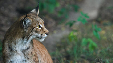 Ein Luchs im Tierpark Sababurg